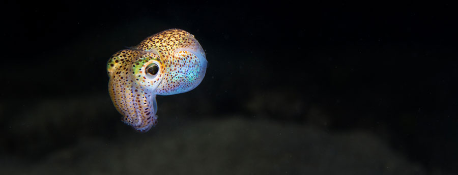 Hawaiian bobtail squid