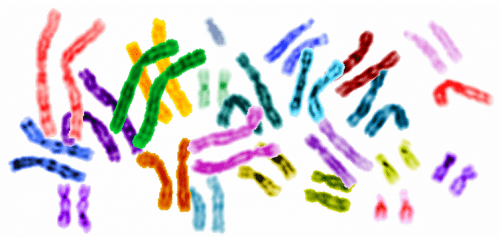 chromosomes