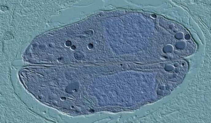 Microscopic image of parasite Toxoplasma gondii