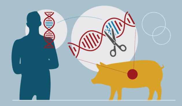 Illustration depicting CRISPR/Cas9 gene editing used in the creation of porcine cancer models