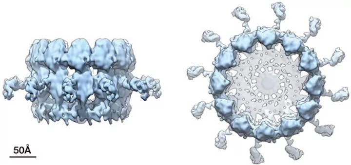 RNA replication crown complex